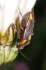 309472 – Photo : Catherine Reymonet-Smitten – France (19)